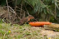 Cute common Tree Shrew eating ripe papaya at FraserÃ¢â¬â¢s hill, Ma